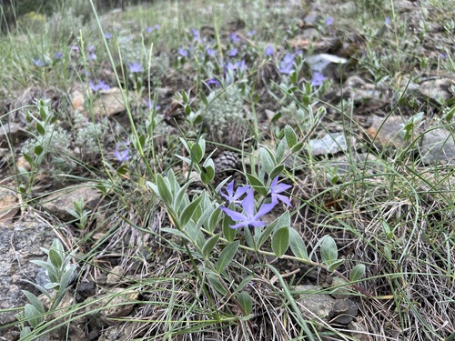 Vinca ispartensis
