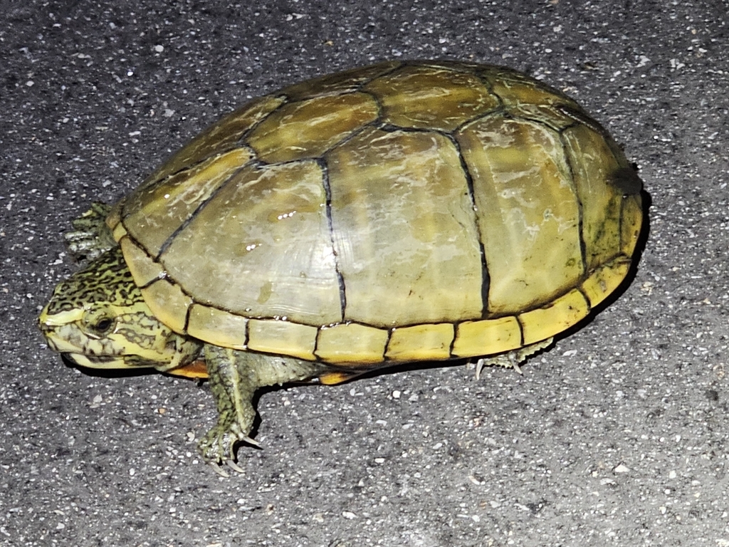 Striped Mud Turtle from Miami-Dade County, Everglades National Park, US ...