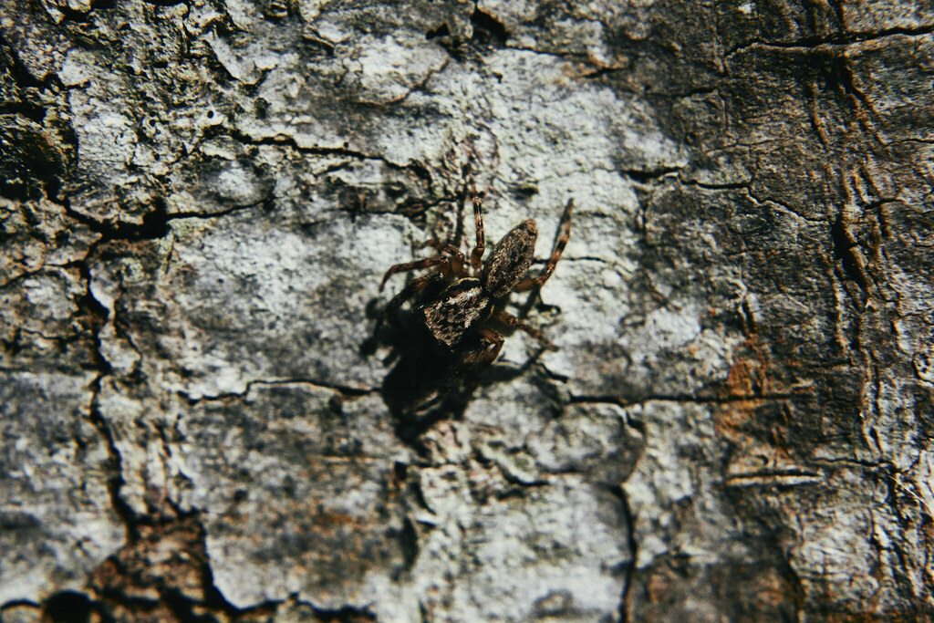 Golden-brown Jumping Spider from Milford Sound 9679, New Zealand on ...