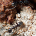 Anonychomyrma fornicata - Photo (c) ffd, all rights reserved, uploaded by ffd
