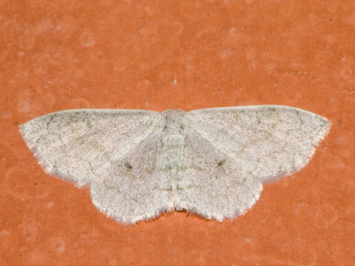 Acratodes suavata Hulst, 1900