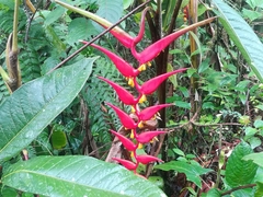 Heliconia dielsiana image