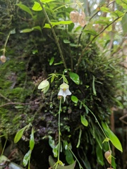 Image of Utricularia jamesoniana