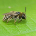 Andrena farinosa - Photo (c) Henk Wallays, todos los derechos reservados, subido por Henk Wallays