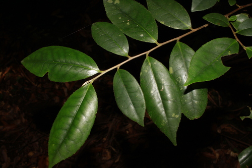Adinandra yaeyamensis