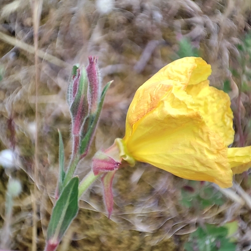 Langbloemige teunisbloem (Oenothera longiflora)