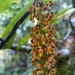 Robiquetia spathulata - Photo (c) Bibidishananda Basu, todos os direitos reservados, enviado por Bibidishananda Basu