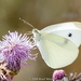 Cabbage White - Photo (c) Brad Moon, all rights reserved, uploaded by Brad Moon