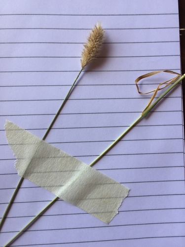 African Foxtail Grass