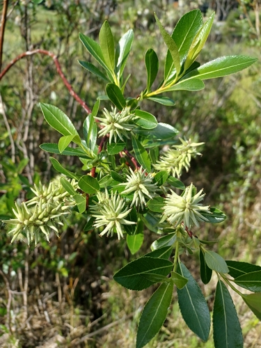 McCalla's willow (Salix maccalliana)