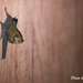 Lesser Sheath-tailed Bat - Photo (c) Hanyang Ye, all rights reserved, uploaded by Hanyang Ye