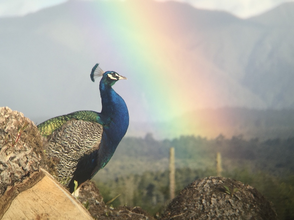 peacock flying into a rainbow