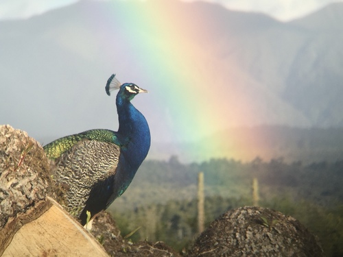 Pavo cristatus