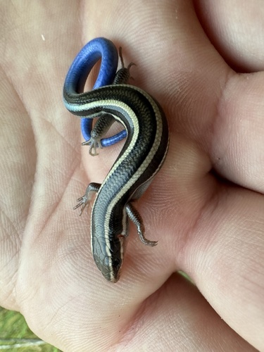 iNaturalist observation photo of Western Skink