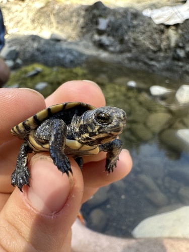 iNaturalist observation photo of Northwestern Pond Turtle