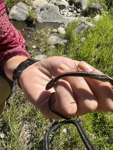 iNaturalist observation photo of Common Garter Snake