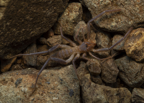 Pseudocleobis orientalis