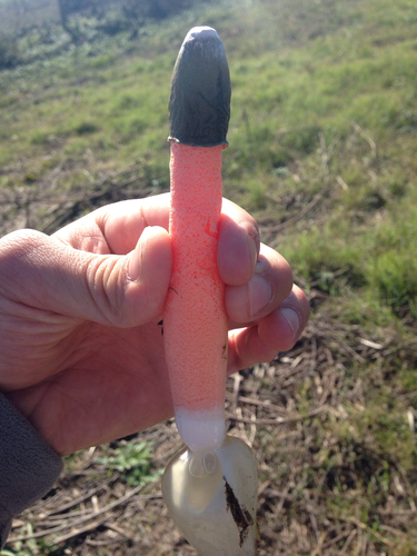 Devil's Stinkhorn