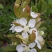 Campomanesia pubescens - Photo (c) Laurent Quéno, todos los derechos reservados, subido por Laurent Quéno