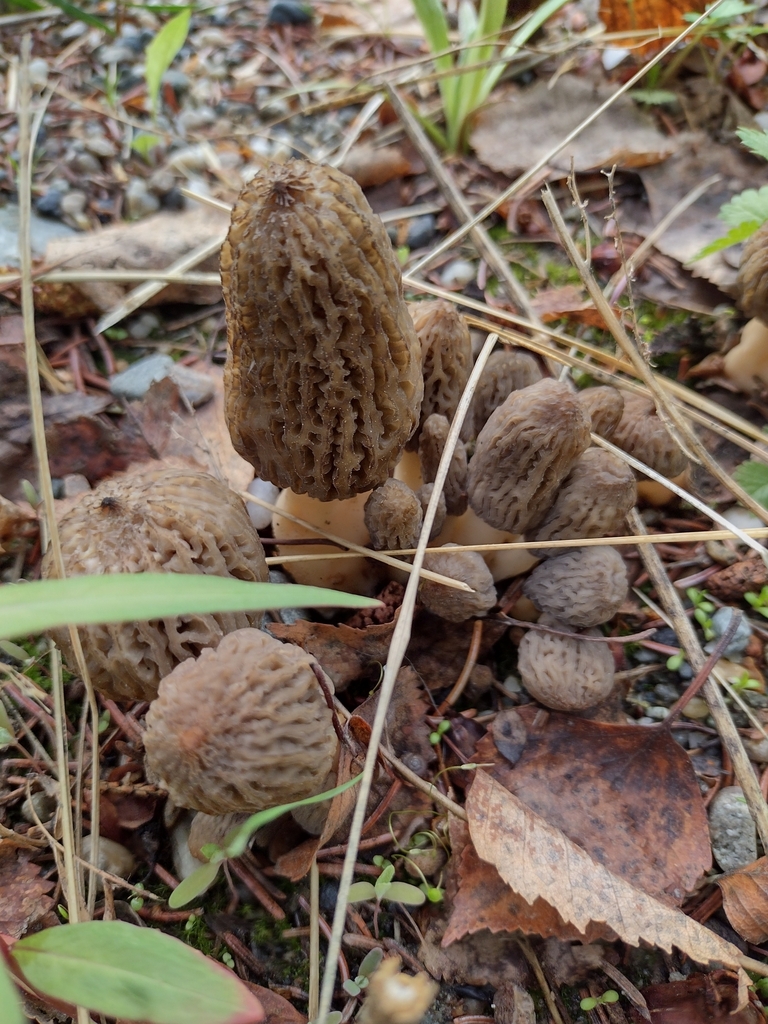 true morels from College, AK 99709, USA on June 2, 2023 at 0505 PM by