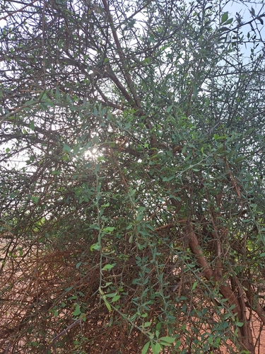 simple-thorned greenthorn