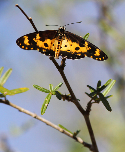 Madagascan Mottled Acraea