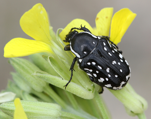 Middle Eastern Flower Scarab