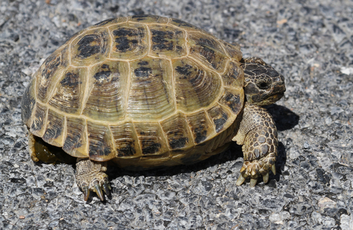 Afghan Tortoise (Testudo horsfieldii) · iNaturalist NZ