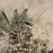 Ceraeocercus fuscipennis - Photo (c) Ingeborg van Leeuwen，保留所有權利