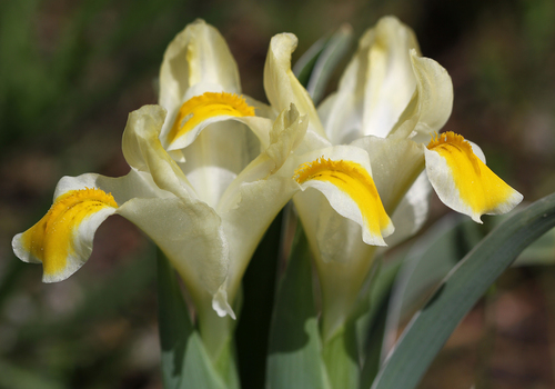Iris orchioides