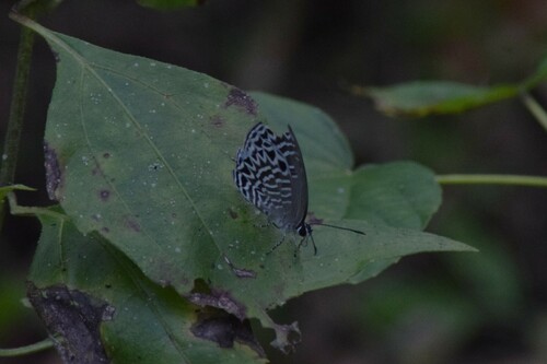 Jamides anops · iNaturalist Mexico