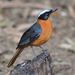 Snowy-crowned Robin-Chat - Photo (c) Ingeborg van Leeuwen, all rights reserved