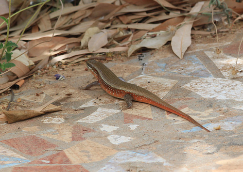 Fire-sided Skink