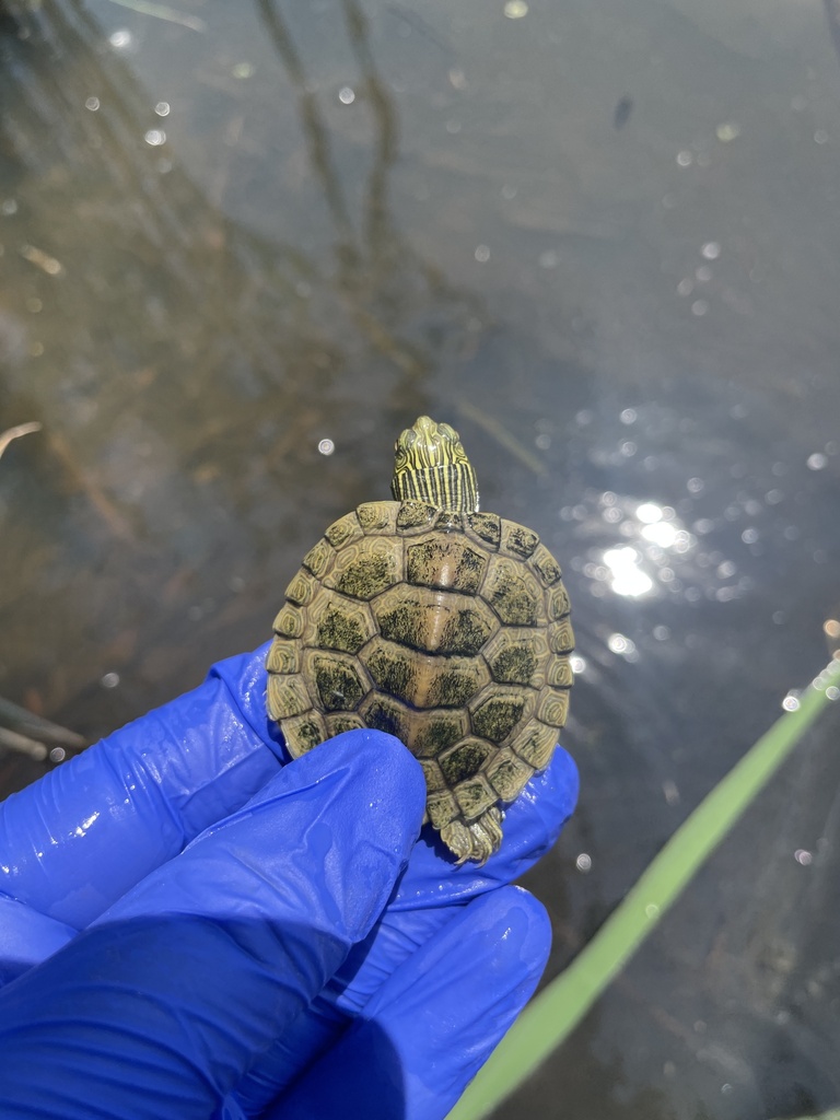 Northern Map Turtle In June 2023 By Alexander Campbell 1 6 Individuals   Large 