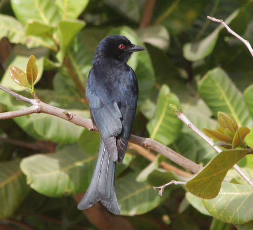 Fork-tailed Drongo
