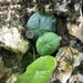 Dorstenia peltata - Photo (c) Marcos Rodriguez Bobadilla, todos los derechos reservados, subido por Marcos Rodriguez Bobadilla