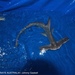 Tiburón Cabeza de Flecha - Photo (c) nicolubitz, todos los derechos reservados