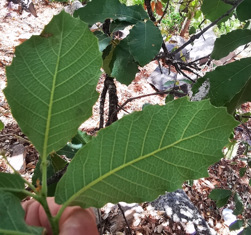Quercus convallata