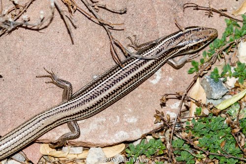 Many-lined Skink