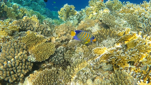 Regal Angelfish — seen at this dive site