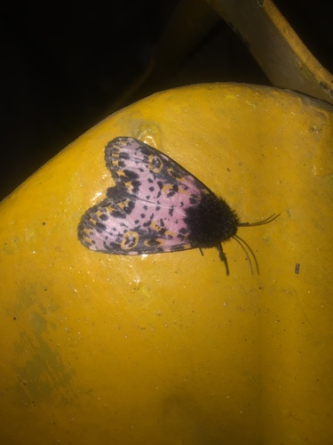 Xanthopastis moctezuma