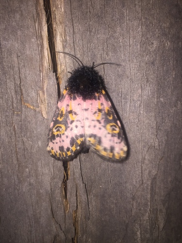 Xanthopastis moctezuma