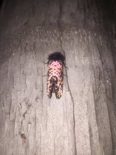 Xanthopastis moctezuma