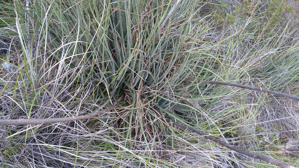 Beschorneria calcicola (Veracruz Lily)