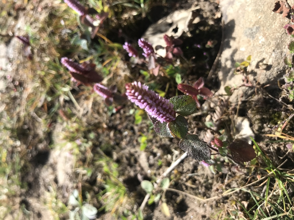 Elsholtzia pilosa (Elsholtzia pilosa)