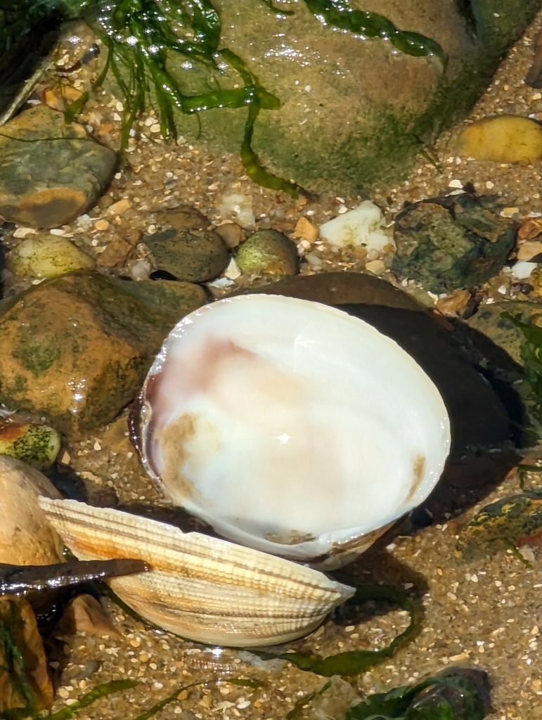 grooved carpet shell from Harwich, UK on June 3, 2023 at 0401 PM by