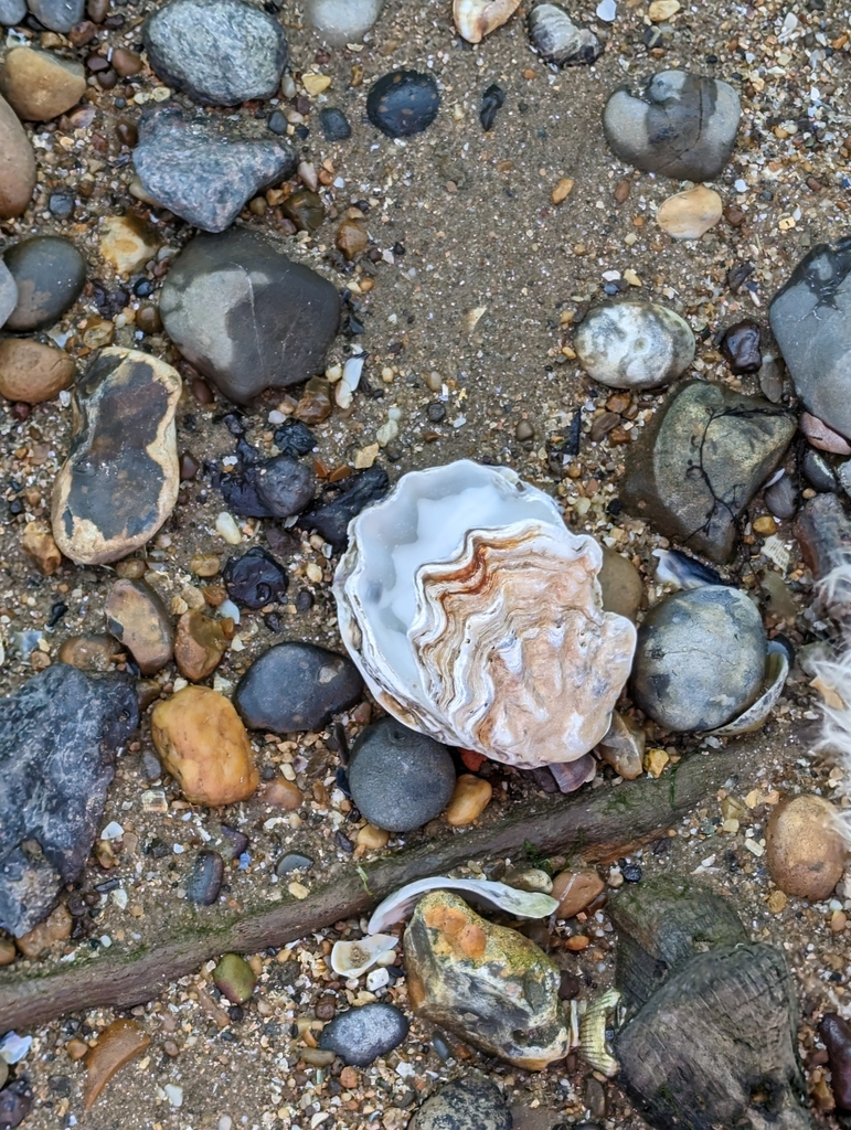 Pacific Oyster from Harwich, UK on June 3, 2023 at 0402 PM by
