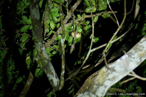Vordermann's Flying Squirrel (Petinomys vordermanni), listed as Vulnerable on the IUCN Red List