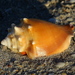 Florida Fighting Conch - Photo (c) Jay L. Keller, all rights reserved, uploaded by Jay L. Keller
