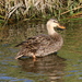 Mallard × Mottled Duck - Photo (c) Jay L. Keller, all rights reserved, uploaded by Jay L. Keller